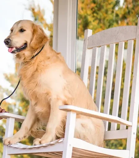 A Golden Retriever sitting on a chair