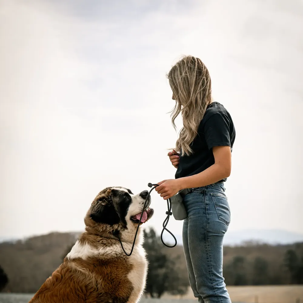 A trainer holding a leash while a Saint Bernard looks up at her