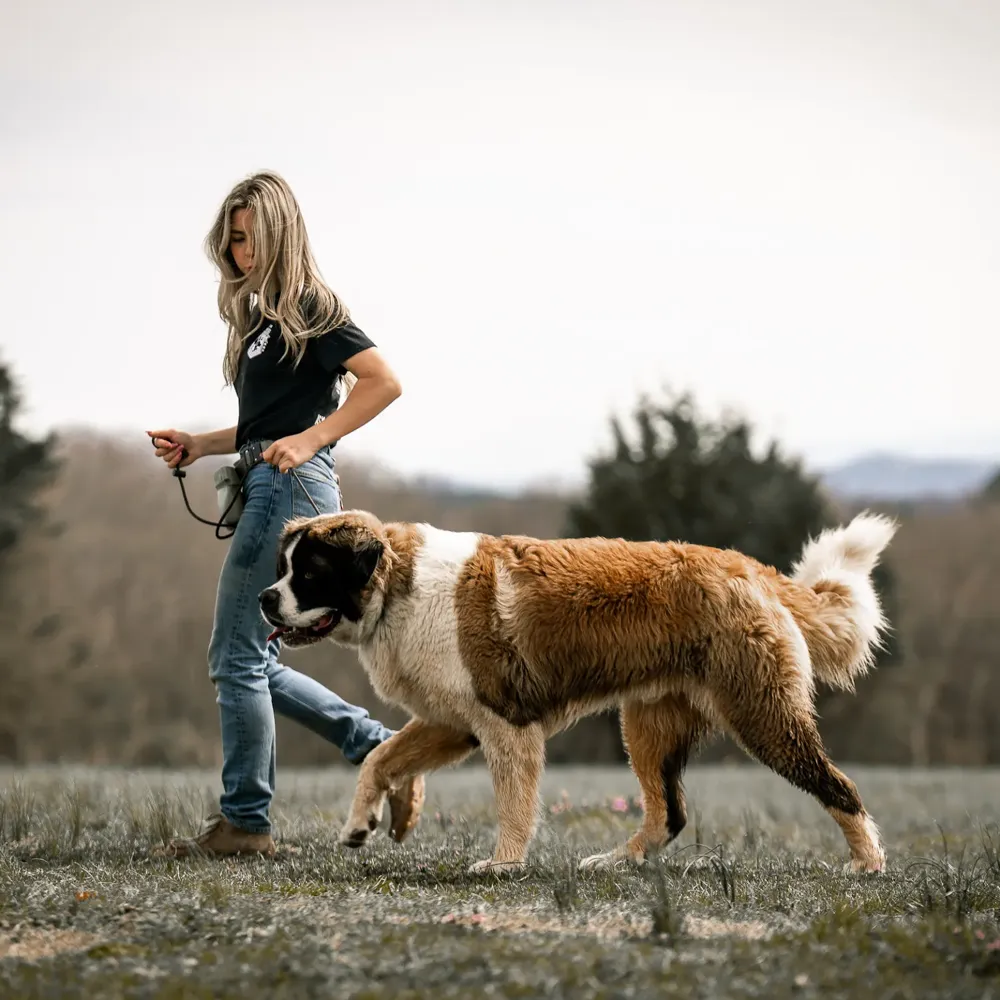 A trainer walking a large brown and white dog on a loose leash across an open field