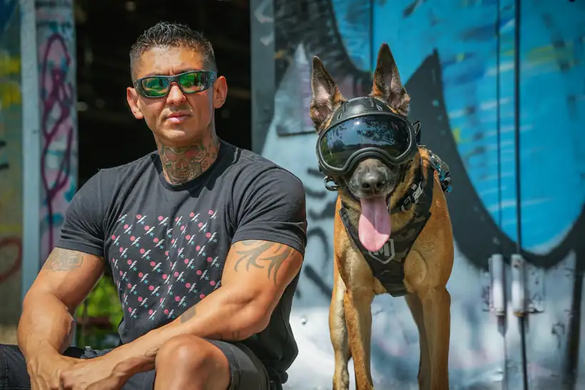 A Belgian Malinois in protective goggles beside its handler