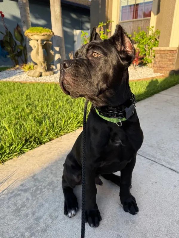 Cane Corso sitting on a leash in a Florida front yard