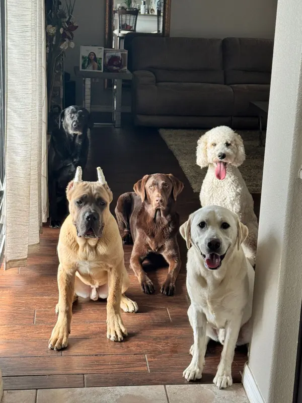 Five dogs sitting side by side in a doorway