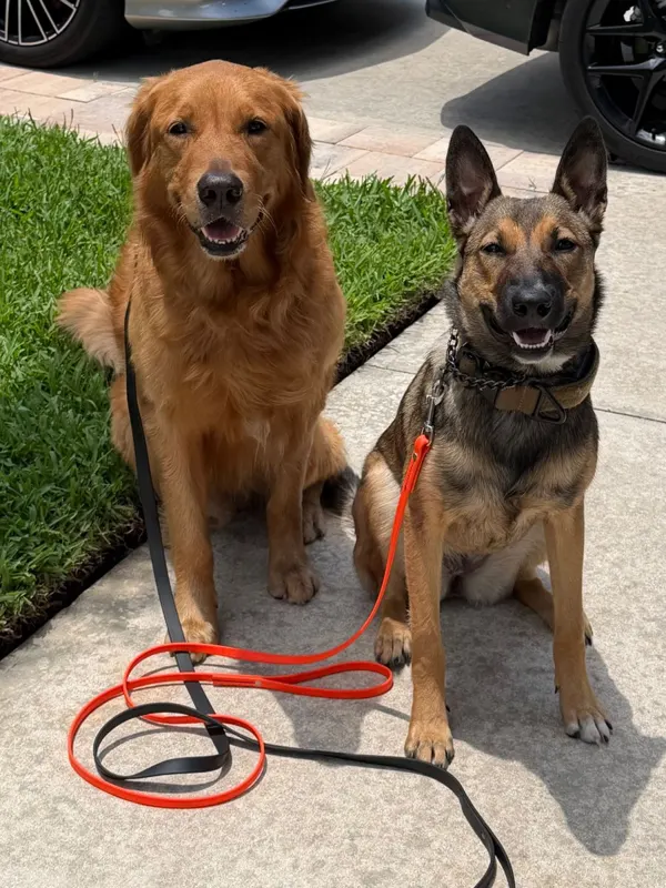 A Golden Retriever and a German Shepherd sitting on leads