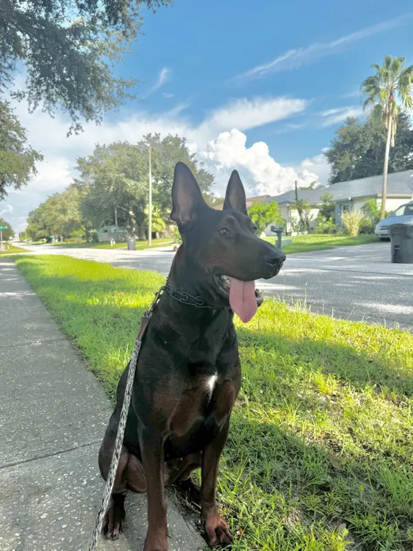 Malinois mix sitting on a Florida sidewalk with palm trees behind it