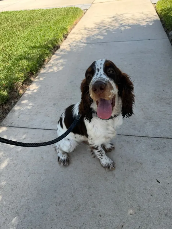 Close-up of a springer spaniel on a leash