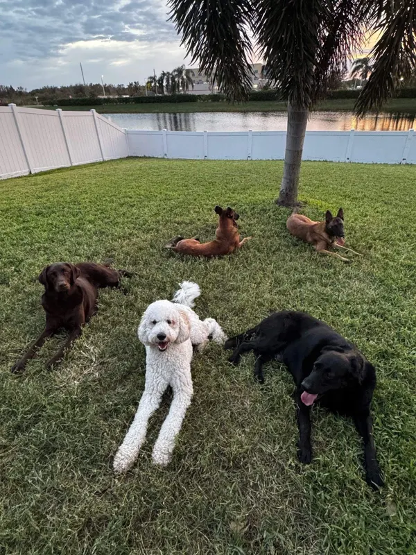 Several dogs relaxed together on a lawn